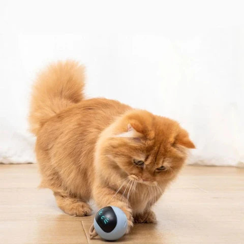Electric Cat Magic Ball